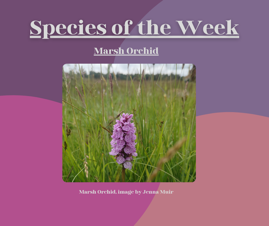 Marsh Orchid Marsh Orchid