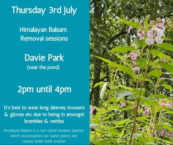 Himalayan Balsam Removal - BiodiversityBlair