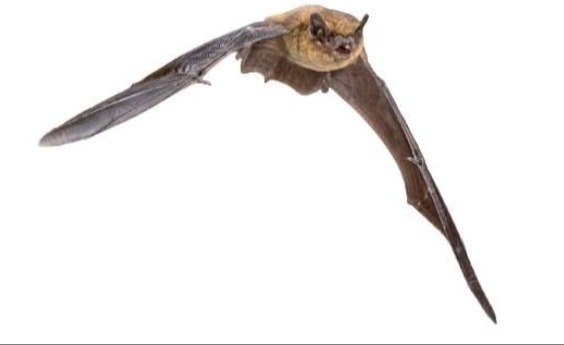 Blairgowrie Bat Walk and Bat Detector Training