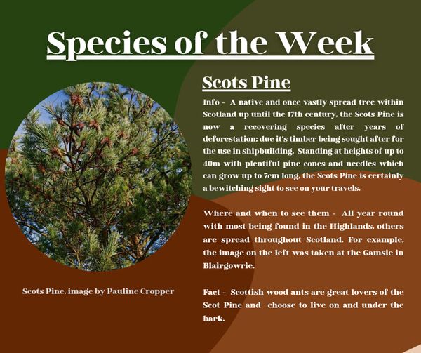 Scots Pine