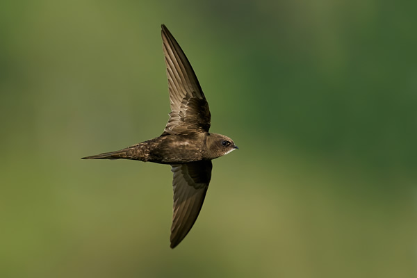 Say Goodbye to the Swifts