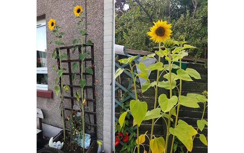 Sunflower Competition winners