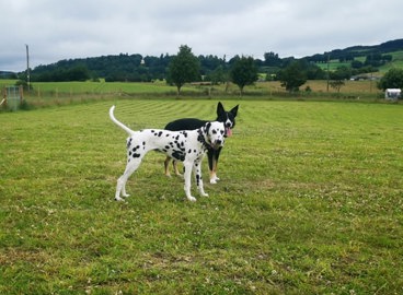 Blairgowrie Dog Parkx