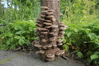 Have your Garden and Eat it - Climate Conversation